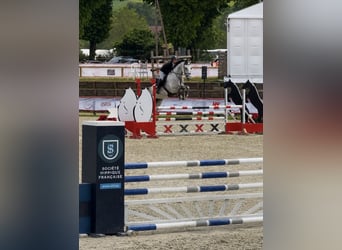 Selle Français, Mare, 6 years, 16.2 hh, Grey