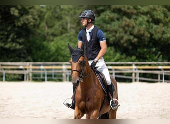 Selle Français, Mare, 6 years, 16 hh, Bay
