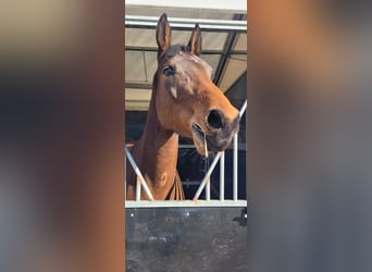 Selle Français, Mare, 6 years, 16 hh, Brown