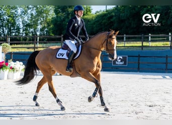 Selle Français, Mare, 6 years, 16 hh, Brown