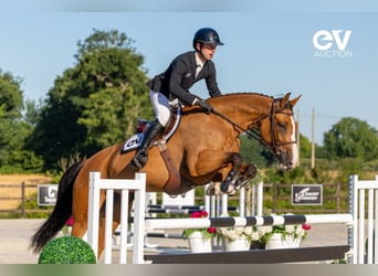 Selle Français, Mare, 6 years, 16 hh, Brown