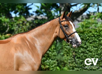 Selle Français, Mare, 6 years, 16 hh, Brown