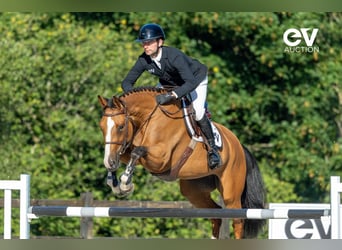Selle Français, Mare, 6 years, 16 hh, Brown
