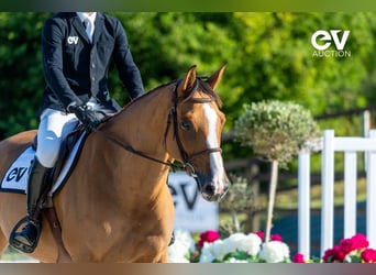 Selle Français, Mare, 6 years, 16 hh, Brown