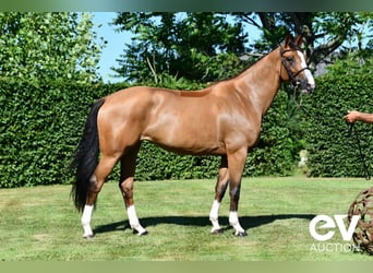 Selle Français, Mare, 6 years, 16 hh, Brown