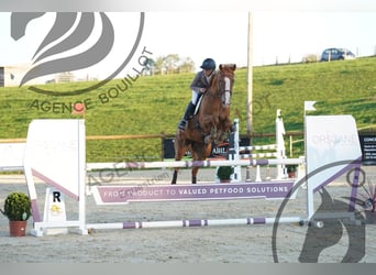 Selle Français, Mare, 6 years, 16 hh, Chestnut-Red