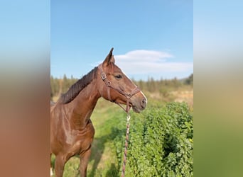 Selle Français, Mare, 6 years, 16 hh, Chestnut