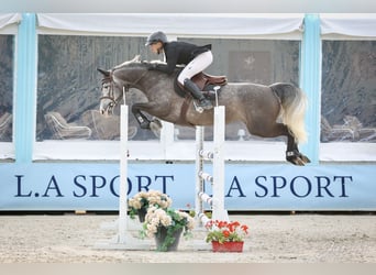 Selle Français, Mare, 6 years, 16 hh, Gray-Dapple