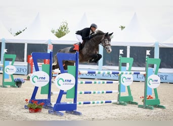 Selle Français, Mare, 6 years, 16 hh, Gray