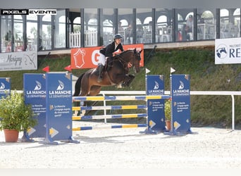 Selle Français, Mare, 6 years, 16 hh, Smoky-Black