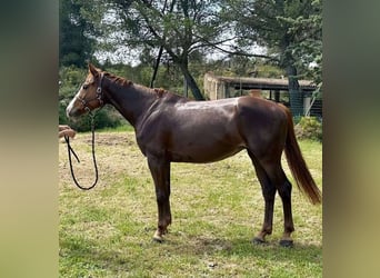 Selle Français, Mare, 6 years, 16,1 hh, Chestnut-Red