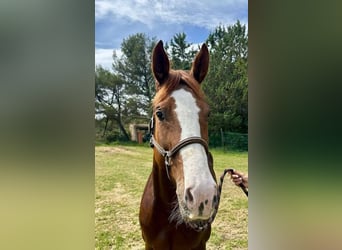 Selle Français, Mare, 6 years, 16,1 hh, Chestnut-Red
