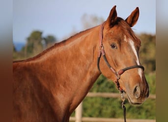 Selle Français, Mare, 6 years, 16,1 hh