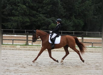 Selle Français, Mare, 6 years, 16,2 hh, Chestnut-Red