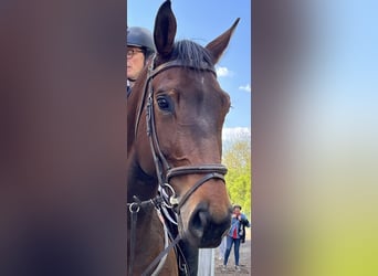 Selle Français, Mare, 6 years, 17.1 hh, Bay-Dark