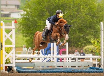 Selle Français, Mare, 7 years, 13,1 hh, Chestnut-Red