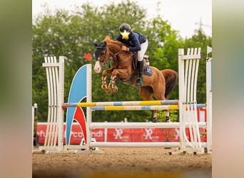 Selle Français, Mare, 7 years, 13,1 hh, Chestnut-Red