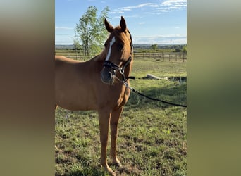 Selle Français, Mare, 7 years, 14.1 hh, Chestnut-Red Selle Français, Mare, 7 years, 14.1 hh, Chestnut-Red