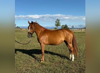 Selle Français, Mare, 7 years, 14,1 hh, Chestnut-Red