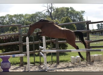 Selle Français, Mare, 7 years, 15,1 hh, Brown