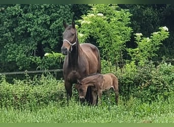 Selle Français, Mare, 7 years, 16,1 hh, Brown