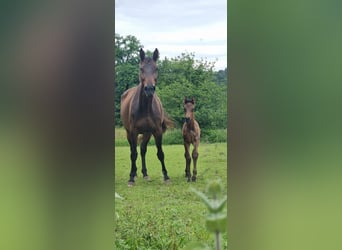 Selle Français, Mare, 7 years, 16,1 hh, Brown