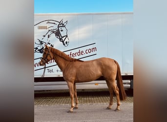 Selle Français, Mare, 7 years, 16.1 hh, Chestnut-Red