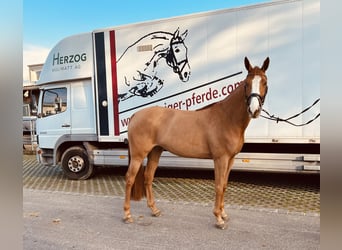 Selle Français, Mare, 7 years, 16.1 hh, Chestnut-Red