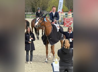 Selle Français, Mare, 7 years, 16.1 hh, Sorrel
