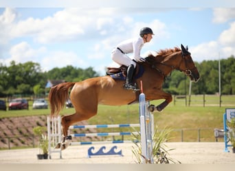 Selle Français, Mare, 7 years, 16.1 hh, Sorrel