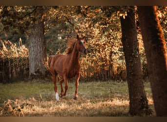 Selle Français, Mare, 7 years, 16,3 hh, Chestnut-Red