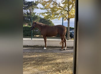 Selle Français, Mare, 7 years, 16 hh, Chestnut