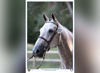 Selle Français, Mare, 7 years, 16 hh, Grey