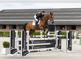 Selle Français, Mare, 7 years, 16 hh