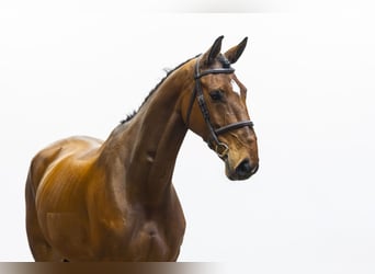 Selle Français, Mare, 7 years, 16 hh