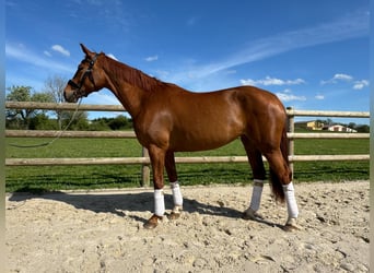 Selle Français, Mare, 7 years, 16,1 hh, Chestnut-Red