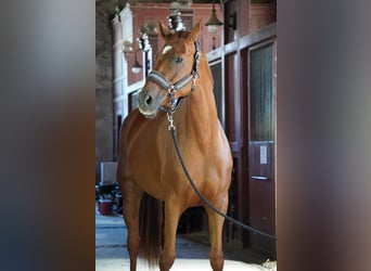 Selle Français, Mare, 7 years, 16,1 hh, Chestnut-Red