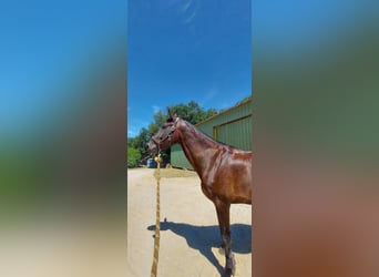 Selle Français, Mare, 7 years, 17,1 hh, Smoky-Black