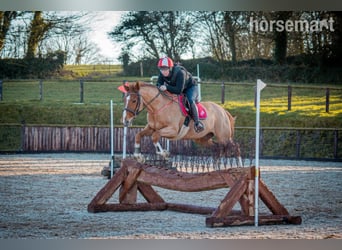 Selle Français Mix, Mare, 7 years, Chestnut