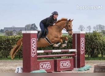 Selle Français Mix, Mare, 7 years, Chestnut