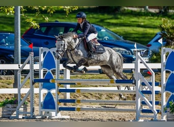 Selle Français, Mare, 8 years, 13.2 hh, Grey