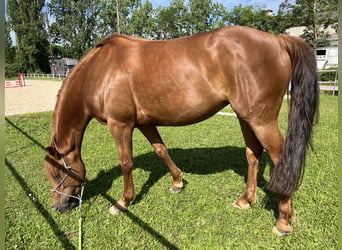 Selle Français, Mare, 8 years, 15,2 hh, Chestnut-Red