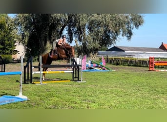 Selle Français, Mare, 8 years, 16,1 hh, Chestnut-Red