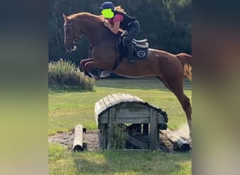 Selle Français, Mare, 8 years, 16,2 hh, Chestnut