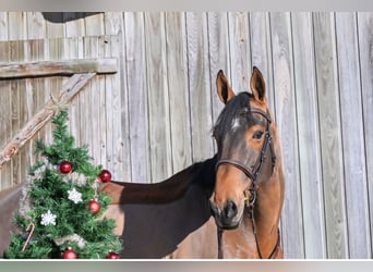 Selle Français, Mare, 8 years, 16.2 hh