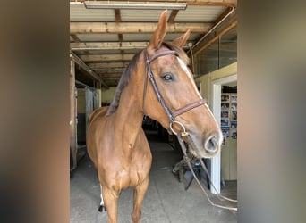 Selle Français, Mare, 8 years, 16 hh, Chestnut