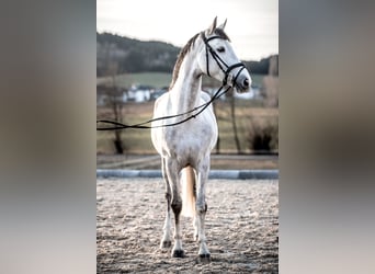 Selle Français, Mare, 8 years, 16 hh, Gray