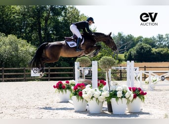 Selle Français, Mare, 8 years, 16,1 hh, Smoky-Black