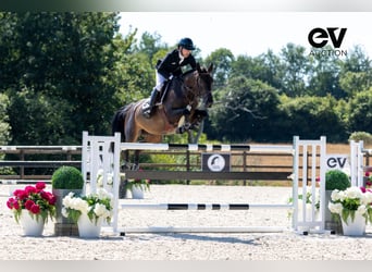 Selle Français, Mare, 8 years, 16,1 hh, Smoky-Black