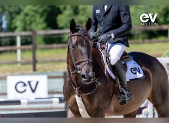 Selle Français, Mare, 8 years, 16,1 hh, Smoky-Black